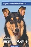 Kurzhaar-Collie: Expertenwissen Hunderassen