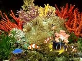 Community of Marine Fish in an Aquarium Setting of Live Invertebrate Decor Photographic Poster Print by Max Gibbs, 18x24