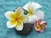 Three Different Varieties of Frangipani Flowers - 24