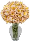 Deluxe Peach Peruvian Lilies 150 Blooms without Vase