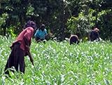 51Zwksw RRL. SL160  Cultivated 1/3 Acre Helps Orphans, Scholarships, Jobs, Evangelism