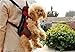 Pettom Dog Front Backpack Carrier for Small Pet Outdoor Walking Hiking Travel (S, Pink)