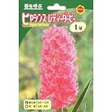 秋植え球根 ヒヤシンス レディーダービー (ピンク) (230866)