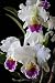 Cattleya Orchid - 24