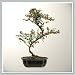 Joebonsai Bonsai Tree Cotoneaster (cochlictata) Nursery Direct (b-c1) Joebonsai Bonsai Tree Cotoneaster (cochlictata) Nursery Direct (b-c1)