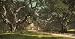 Live Oaks in Berkeley, California, ca. 1901 - Fine-Art Gicl&Atilde;&copy;e Photographic Print of a Vintage Photochrom Image from the Library of Congress Collection