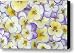 Violet Viola Sp Flowers In White Canvas Print / Canvas Art - Artist Jan Vermeer