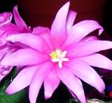 Easter Cactus Lavender Cuttings
