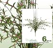 SIX 20" FLower & Grass Artificial Silk Plants _Beauty