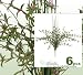 SIX 20" FLower & Grass Artificial Silk Plants _Beauty