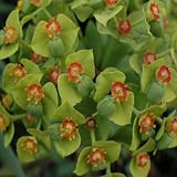 Birthday Gifts - Euphorbia Humpty Dumpty