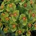 EUPHORBIA HUMPTY DUMPTY-Ideal Gift For Fathers Day Plant & Flower Gifts For Dad,Father and for all o