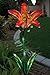 Regal Art &Gift Solar Tiger Lily Stake, Red