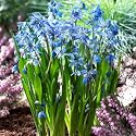 Siberian Squill Bulbs