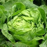 Buttercrunch Lettuce (aka Butter Head Lettuce) 1000+ Seeds. Certified Organic Non-GMO. Sprouting Guaranteed.