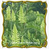 1 Lb Canadian Milk Vetch (Astragalus canadensis) Bulk Wildflower Seeds