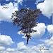 Trees Image