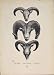 Burrulk Ovis Ammon Thaar Buck Bucks Horn Horns Print