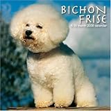 Bichon Frise 2008 Wall Calendar