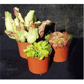 CARNIVOROUS PLANTS - WINDOWSILL COLLECTION