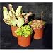 CARNIVOROUS PLANTS - WINDOWSILL COLLECTION