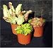Image of CARNIVOROUS PLANTS - WINDOWSILL COLLECTION