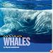 Face to Face With Whales (Face to Face with Animals)