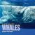 Face to Face With Whales (Face to Face with Animals)