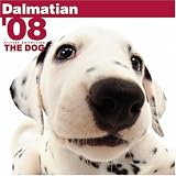 Dalmatian 2008 Square Wall Calendar