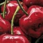 Cherries Art Poster Print by Alma'ch , 10x10