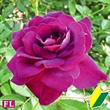 国華園　バラ苗　バーガンディアイスバーグ　1株