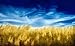 Golden Harvest - 24