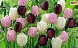 Pink Zebra Single Late Tulip 10 Bulbs-Pink/Black/White