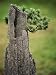 China, Zhejiang Province, Hangzhou, Bonsai, Potted Landscape Photographic Poster Print by Keren Su, 30x40