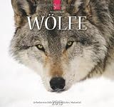Produkt-Bild: W&ouml;lfe 2013 - Original St&uuml;rtz-Kalender