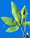 Photographic Prints of Passion flower leaf from Science Photo Library
