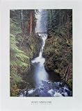 Olympic National Park (Rain Forest) Art Poster Print - 17