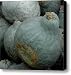 Hubbard squash Canvas Print / Canvas Art - Artist LeeAnn McLane-Goetz