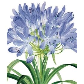 Agapanthus Greetings Card - Natural History Museum