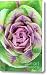 Ornamental Lettuce Canvas Print / Canvas Art - Artist Neil Overy