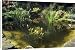 Canvas Prints of PM-4332 Garden Pond - with a variety of Water Plants, Bog Bean, Water Lilies, from Ardea Wildlife Pets