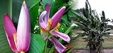 Amazon / Hirts: Seed; Tropical: Royal Purple Banana 10 Seeds - Musa ornata-Indoors/Out