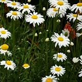 [Free Shipping] 30PCS White Chrysanthemum Seeds Balcony Bonsai Plant // 30pcs semillas crisantemo blanco planta balcón bonsai
