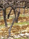 Cordon Royat Vines Before Final Pruning, France Premium Photographic Poster Print by Per Karlsson, 12x16