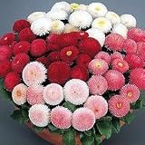Bellis Super Enorma Mix English Daisy - 25 Plants - B0013CLBXY