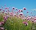 Pink Flowers in a Field - 24
