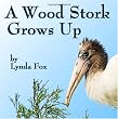 A Wood Stork Grows Up