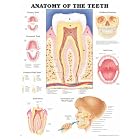 Anatomy of the Teeth Anatomical Chart by  Anatomical Chart Company