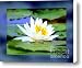 Water Lily with Blue Border - Digital Painting Canvas Print / Canvas Art - Artist Carol Groenen