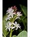 Photographic Prints of JLM-5074 BOGBEAN / BUCKBEAN - Bog plant, single stem in flower from Ardea Wildlife Pets